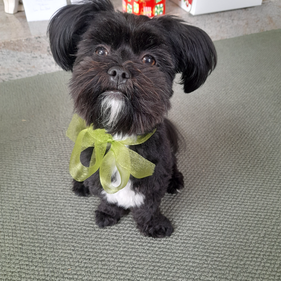 Cooper, the office dog